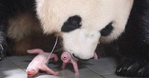 旅韩大熊猫华妮 诞下双胞胎
