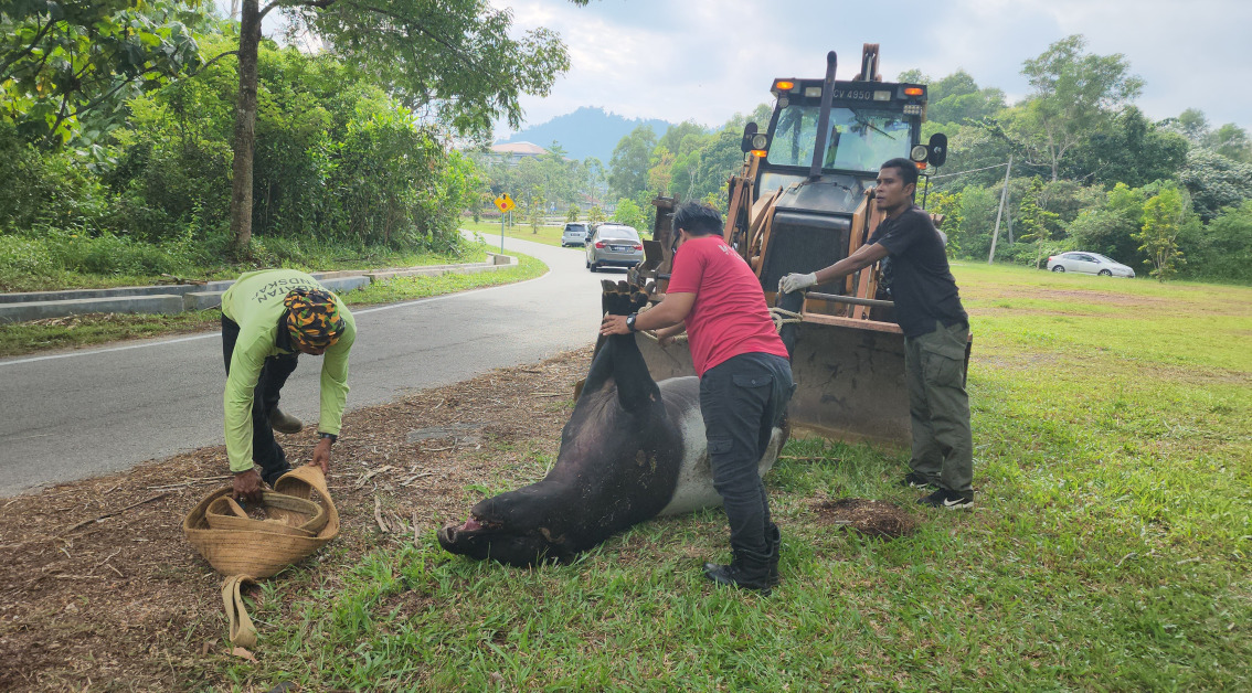 一头成年雌性马来貘（Tapir）疑遭车辆撞至重伤后，被民众发现倒毙在路旁。