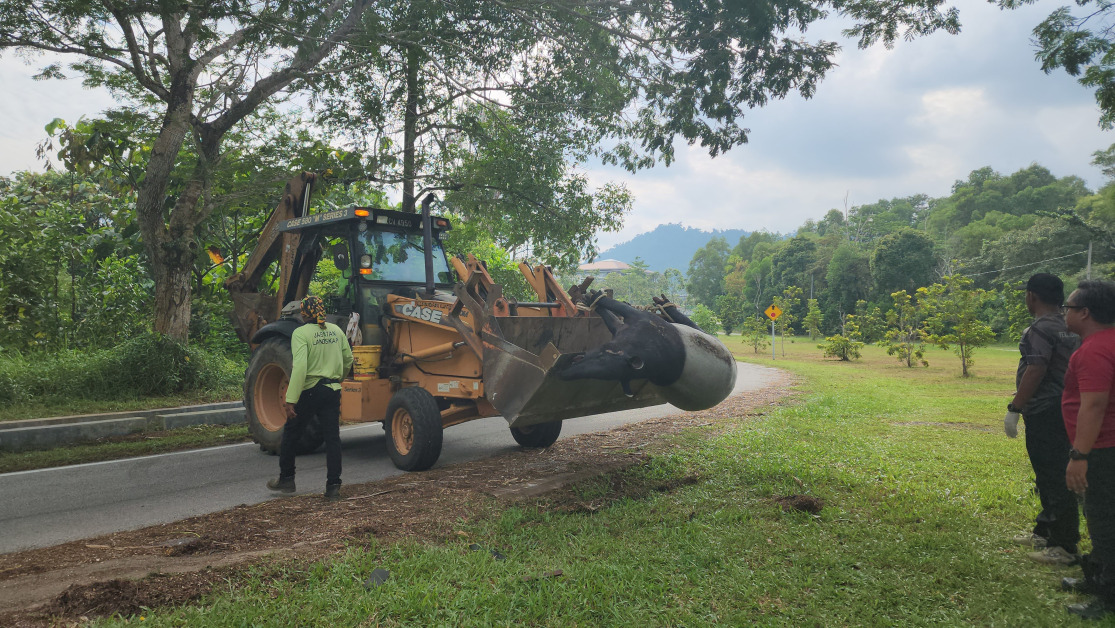 彭亨半岛野生动物保护及国家公园局出动泥机车，将毙命的马来貘尸体转移到埋葬地点。
