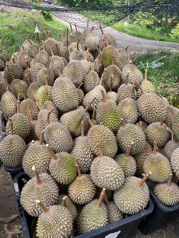 durian 果农 榴梿 出口中国
