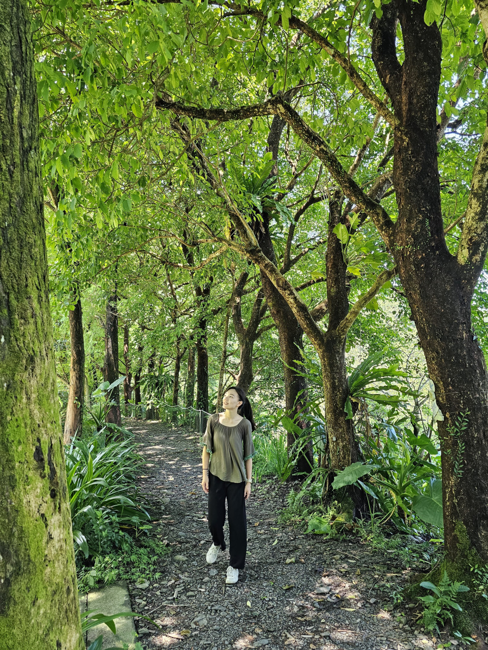 ▲青葱的林荫步道,在转角是否就会遇到龙猫?(摄影:郭莲莉)