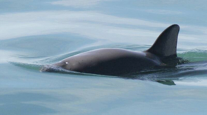 野外数量不到10头 墨鼠海豚灭绝警报响起