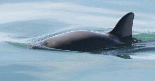 野外数量不到10头 墨鼠海豚灭绝警报响起