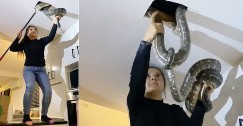 天花板传怪声 揪出两条蟒蛇打架
