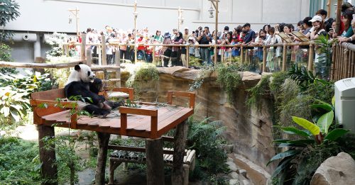 中方认证国家动物园 世界最佳熊猫保育中心之一【内附音频】