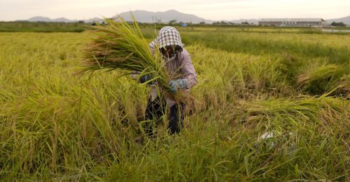轮到缅甸限制大米出口 泰国米价飙涨逾26%！