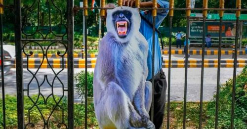 怕悟空同胞 擾G20峰會 印度出招 “以猴制猴”