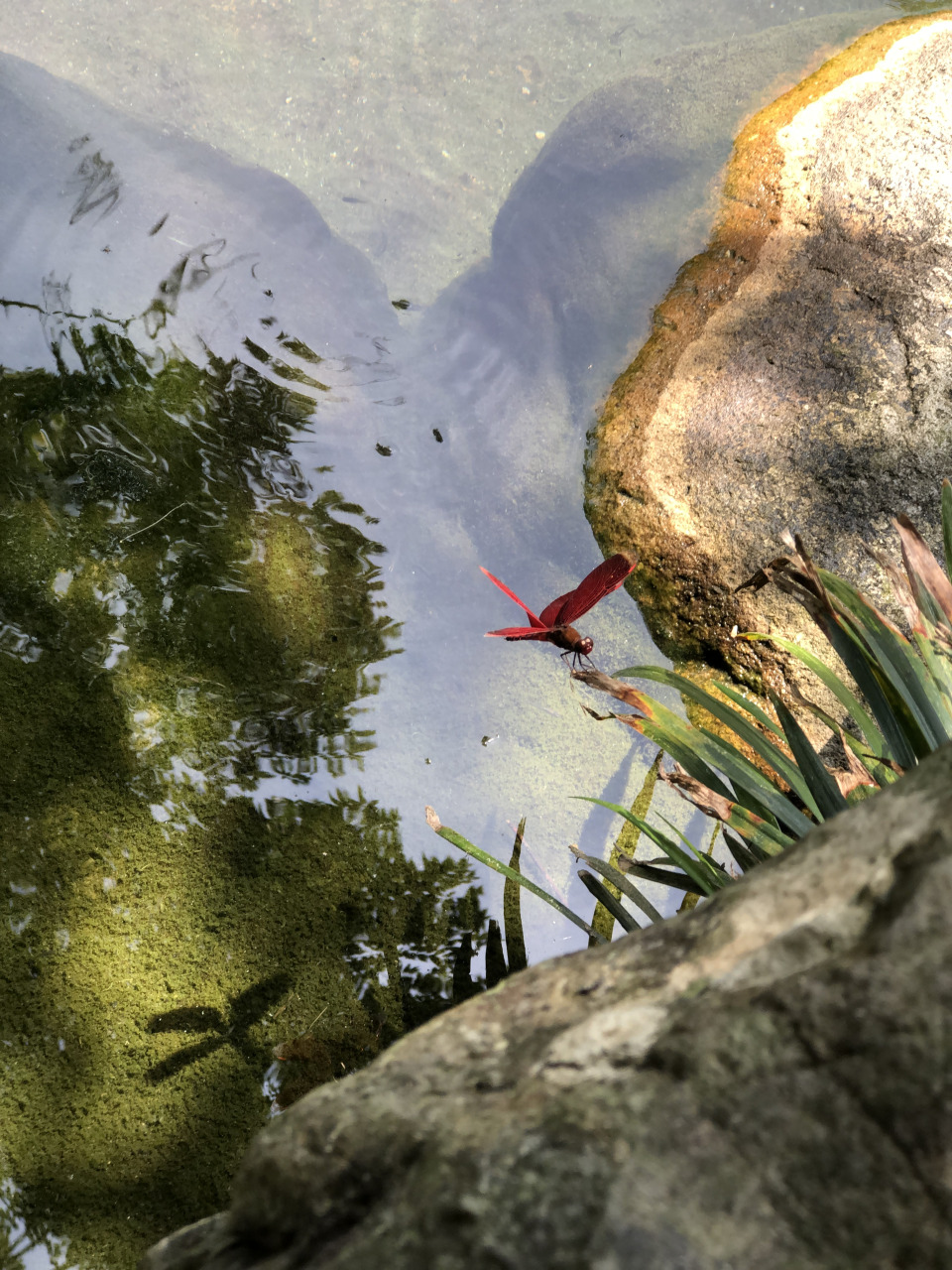 ◤旅游调色盘◢三富休闲农场 走入紫森林