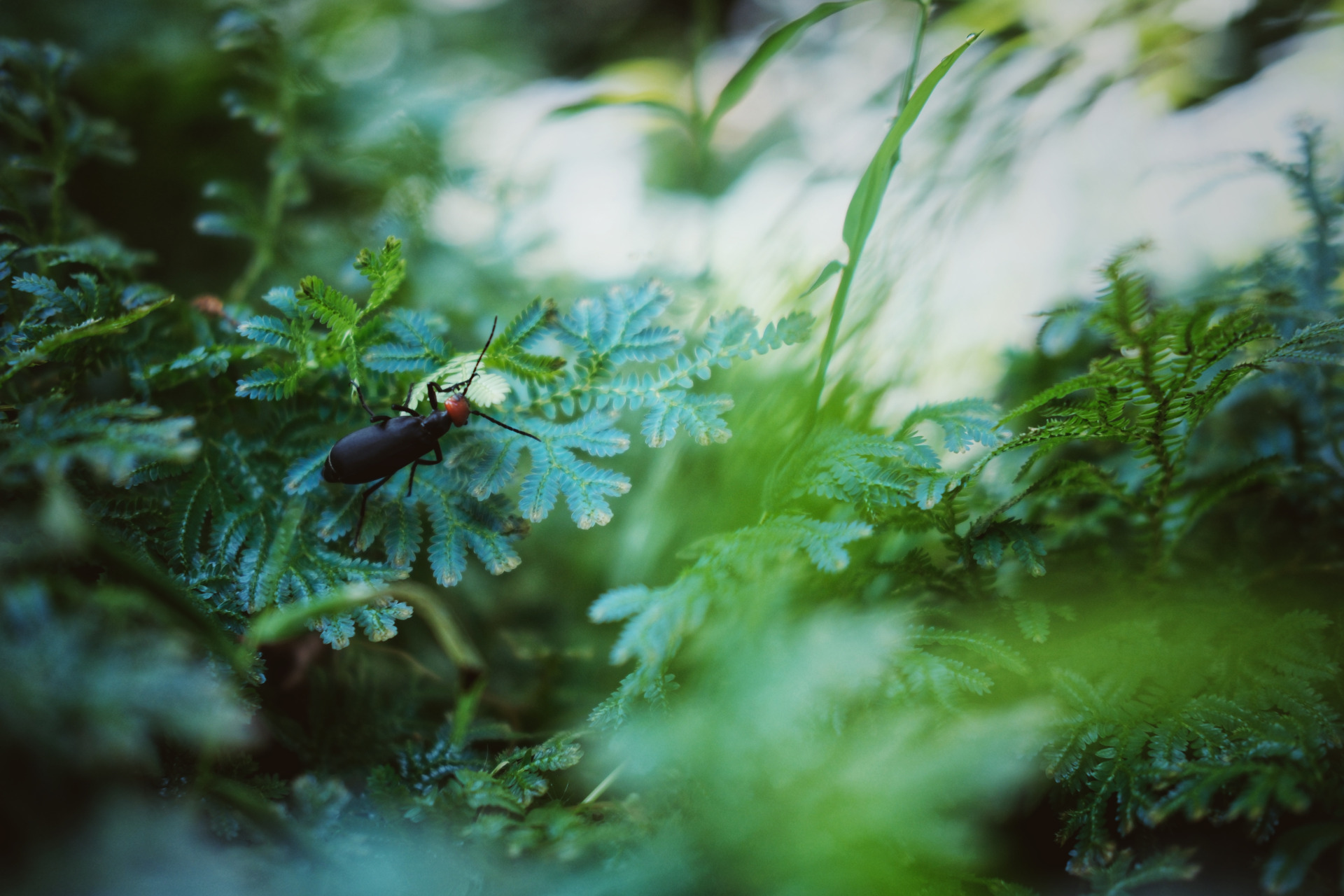 （摄影：林道锦）