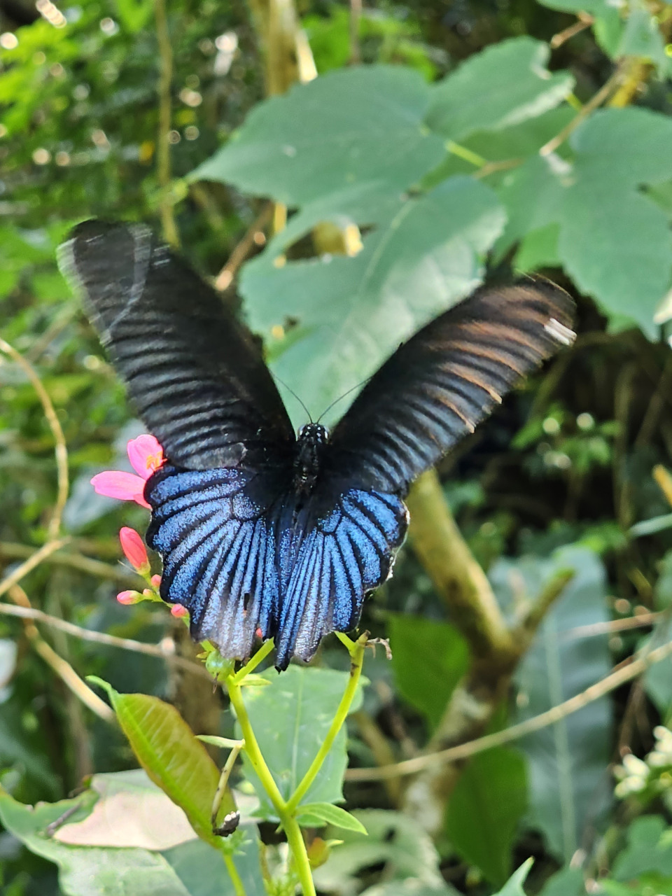 ▲紫森林──三富休闲农场的日间与夜间生态同样精彩!在生态老师的引导之下,能够更深入地认识这些有趣的生物与生活植物。(摄影:郭莲莉)