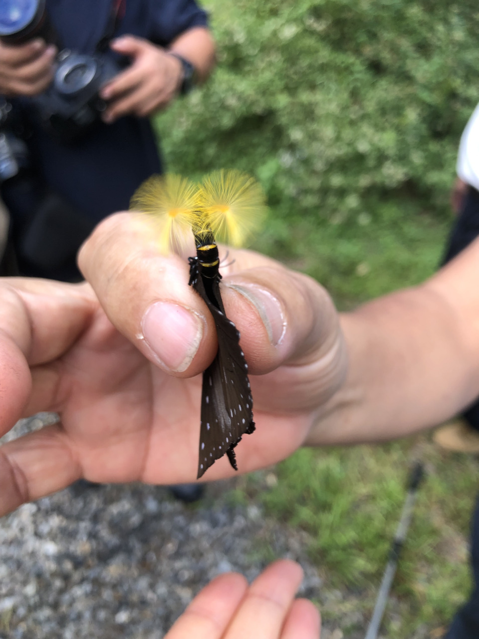 ▲雄性紫斑蝶:天赐良缘,恶人退散,我的屁股会开花!哼哼!