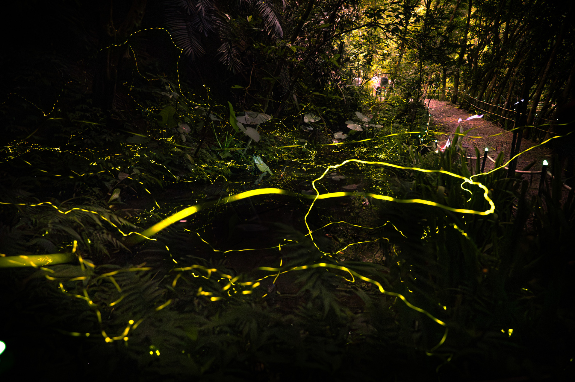 ▲萤火虫萤火虫慢慢飞,你照亮的不仅是方向,我们一定会记得你燃烧光亮。(摄影:黄锦杰)