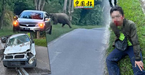 他发生车祸   竟然是撞大象