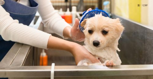 ◤寵物情緣◢狗兒做SPA 不是洗澡這麼簡單
