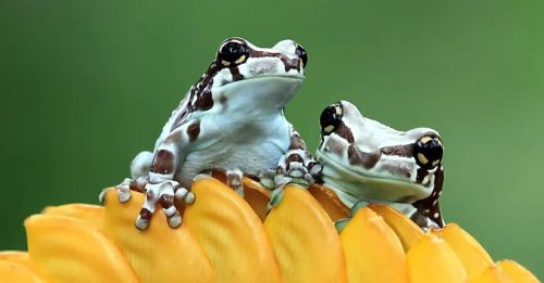 ◤宠物情缘◢蛙，这也太可爱了！