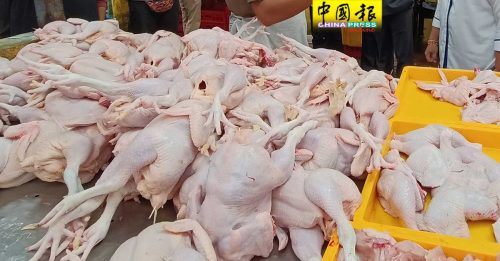 本月初每公斤仅RM8.11  标准净鸡 价格走低