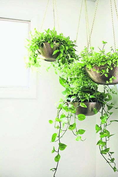 可以使用悬挂式花盆来提升阳台的空间感，而适合吊挂的植物选择有很多，例如绿萝，空气凤梨、吊兰、兰花和彩叶草。