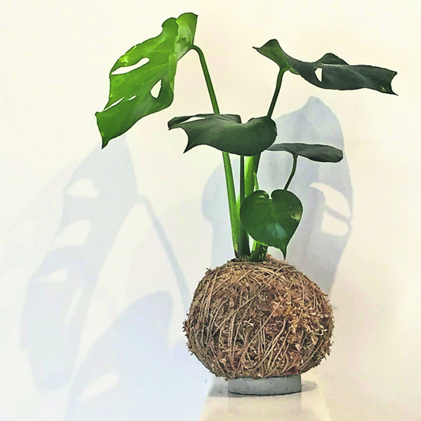室内养绿植也可以很省心，苔藓球是日本的精明发明，风靡全球！