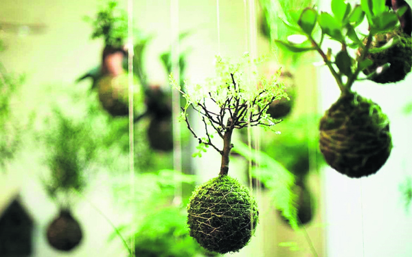 悬挂式的苔藓球，美观、卫生还赏心悦目！