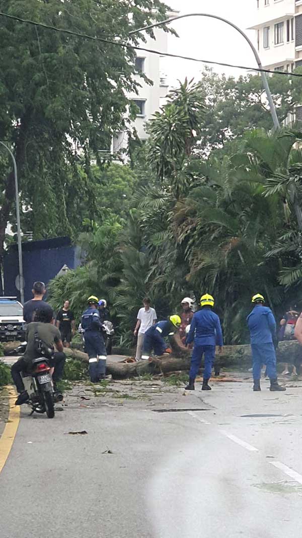 民防部队接获民众投报后，立即赶到树倒的意外现场，进行清理工作。