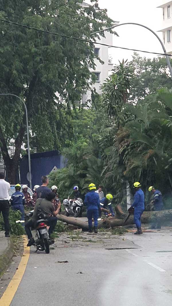 民防部队接获民众投报后，立即赶到树倒的意外现场，进行清理工作。
