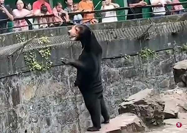 malay Sunbear 马来熊 动物园