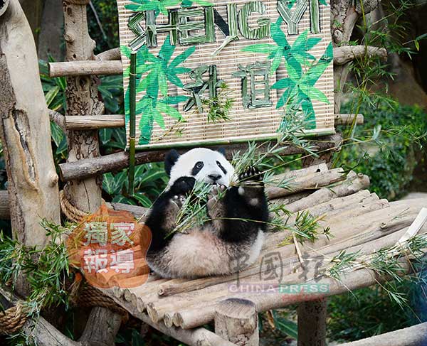 panda 谊谊 升谊 熊猫