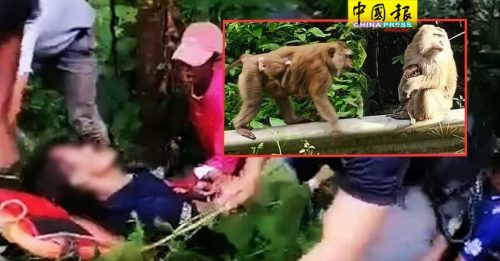 尿急路边小解遭猴群围攻  他坠落50公尺高悬崖
