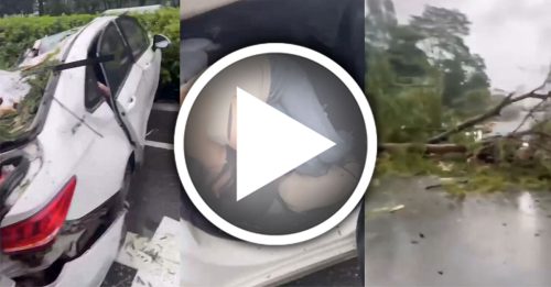 深圳颱風吹倒大樹 砸中車 男司機身亡