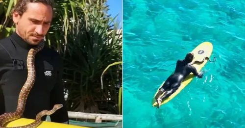 带蛇冲浪耍帅 饲主挨罚7000块