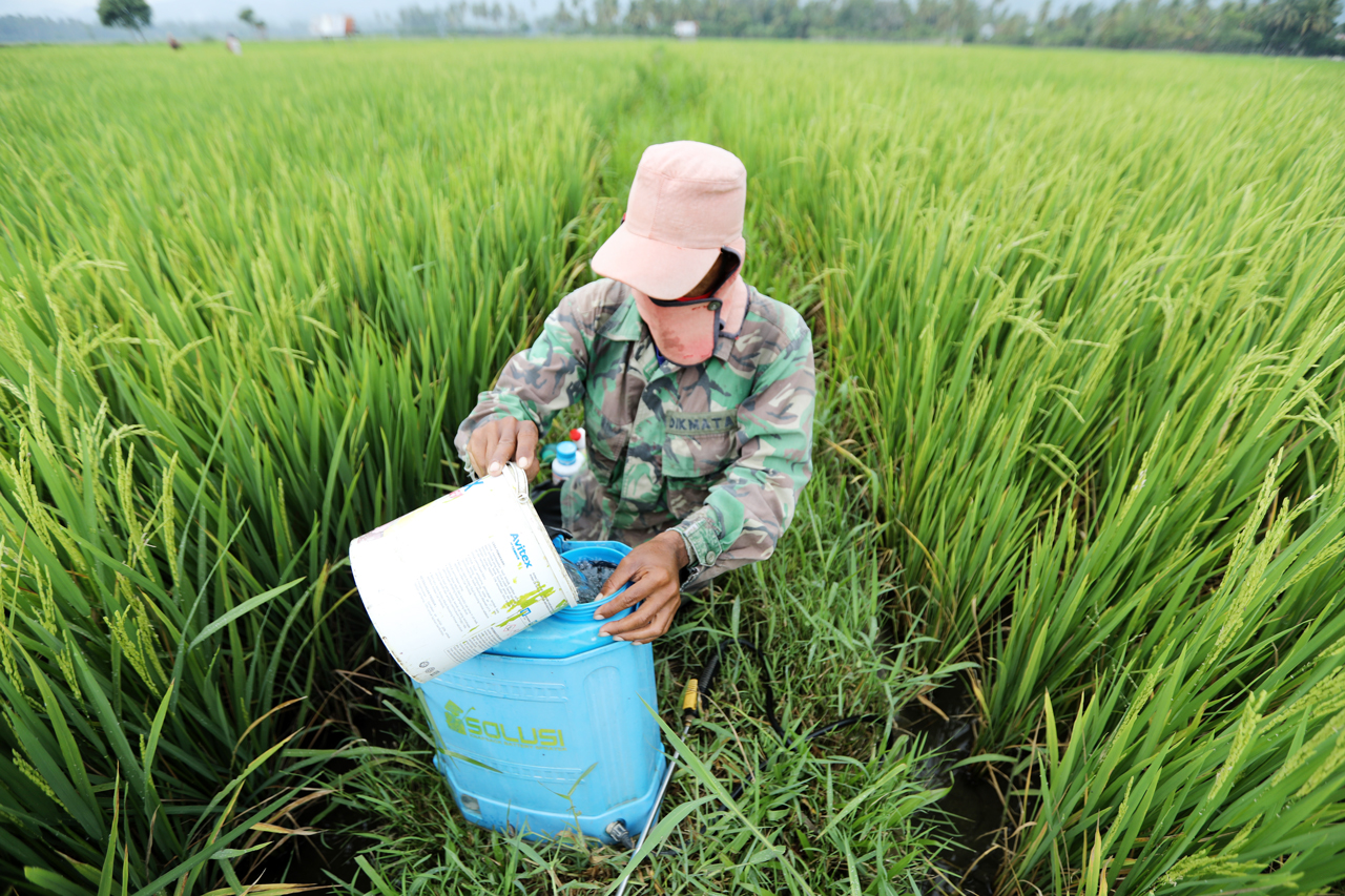 米价飙涨也没用！泰国逾六成稻农负债累累