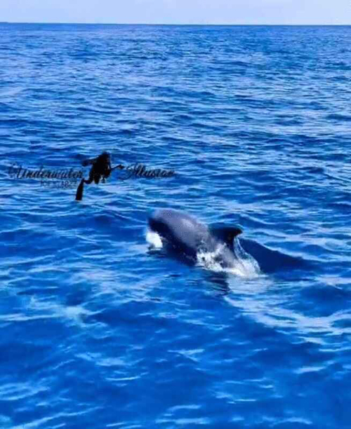 海豚群在海中畅游。（截图自TikTok）