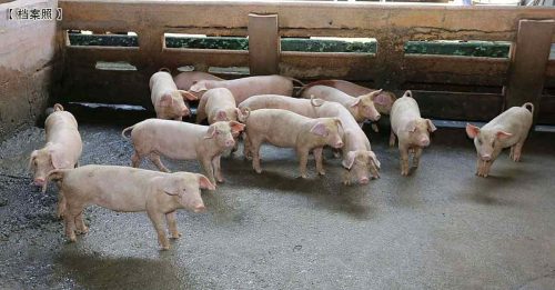 兽医局：国内养猪场 没出现立百病毒