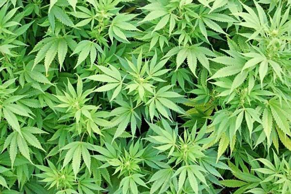Cannabis 泰国 大麻