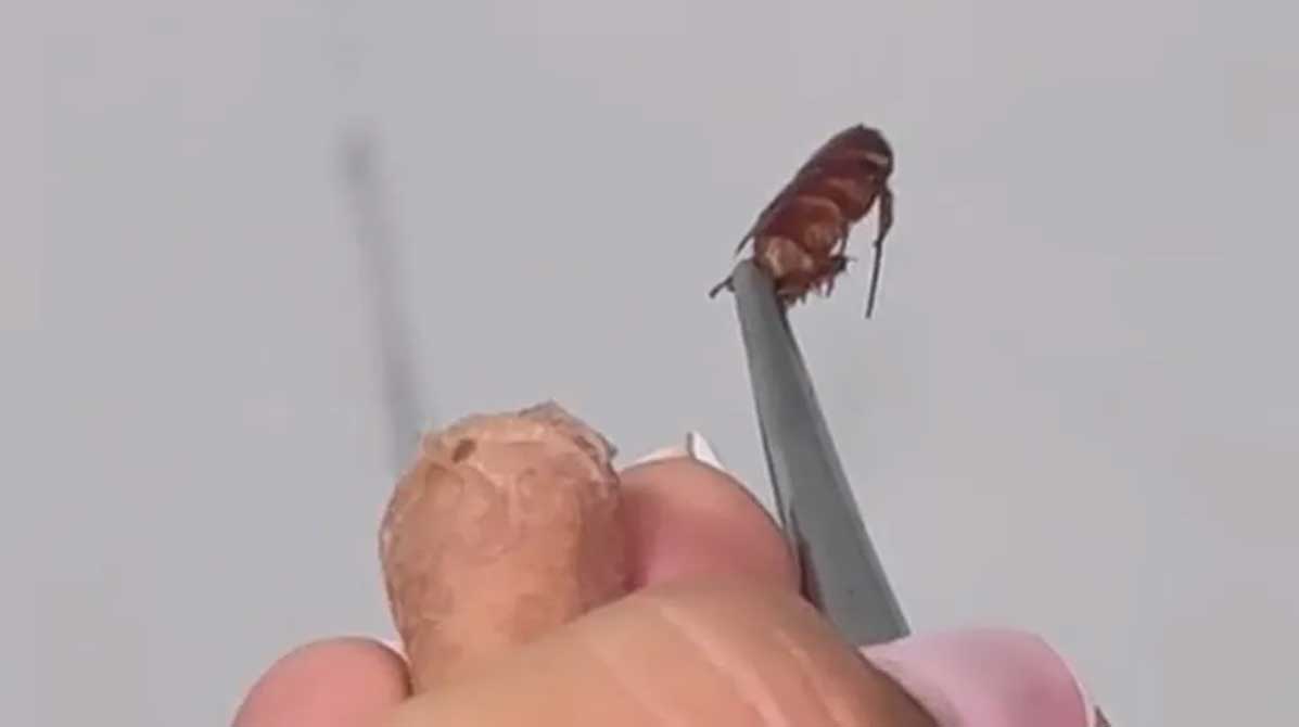 Cockroach 蟑螂