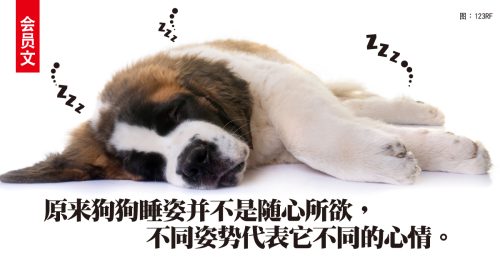 ◤会员文：宠物情缘◢狗狗睡姿 代表不同情绪！