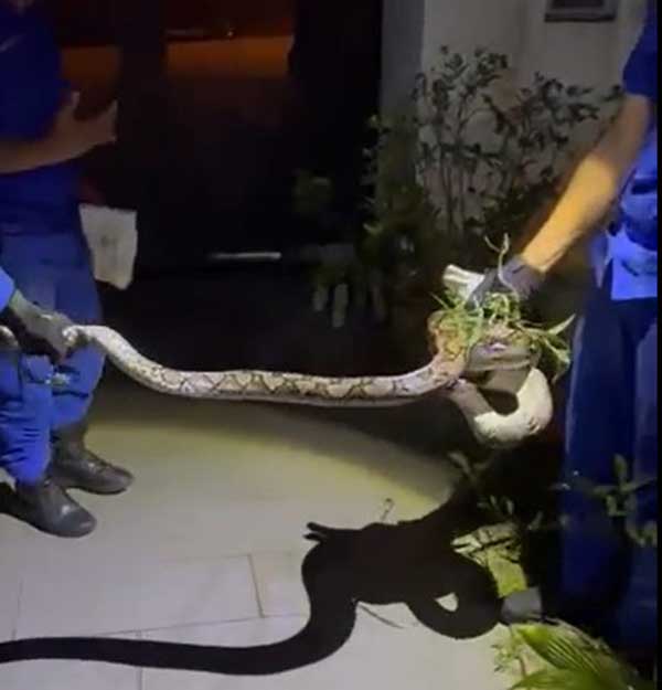 Python 蟒蛇