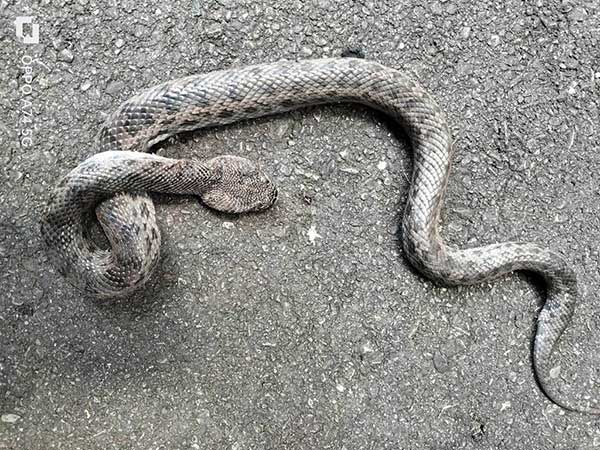 VenomousSnake 毒蛇