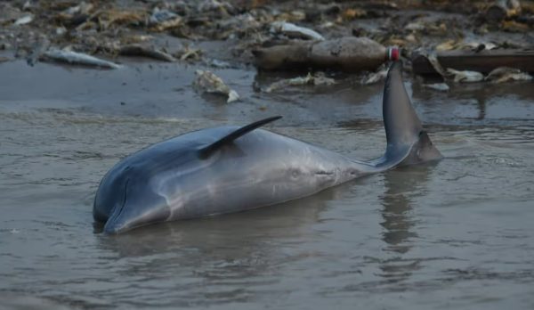 Amazon river dolphins