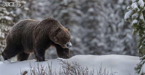 加拿大灰熊攻击 2人1狗丧命