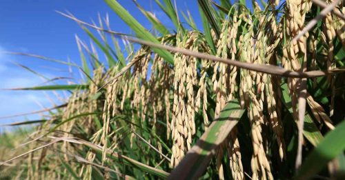 稻种价涨20% 近30万稻农叹 难！
