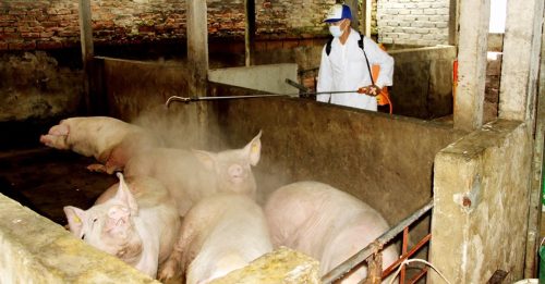 越南非洲豬瘟肆虐 疫情恐持續擴散