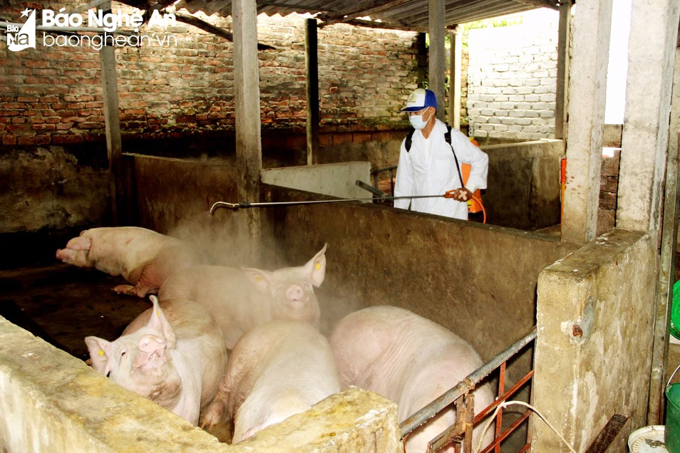 越南非洲猪瘟肆虐 疫情恐持续扩散
