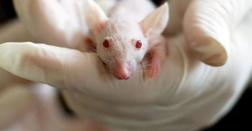 日本在太空培育出老鼠胚胎 人类未来有望在太空繁殖