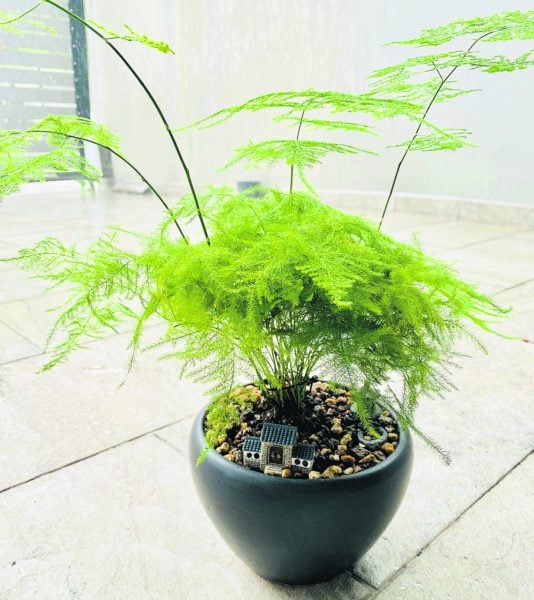 文竹耐阴耐水，是初入手绿植的新手值得推荐的一品。