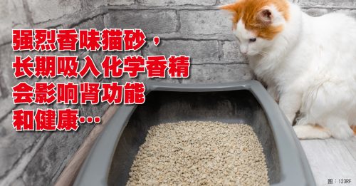 ◤宠物情缘◢别给猫咪用香味猫砂