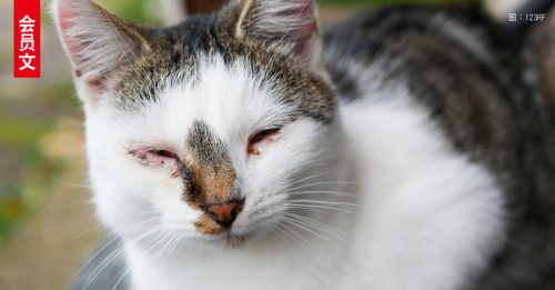 会员文：宠物情缘｜猫咪眼屎多是发热气？