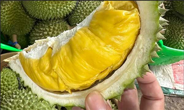 durian vietnam 越南 猫山王