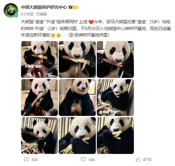 panda 熊猫姐妹花 谊谊 升谊