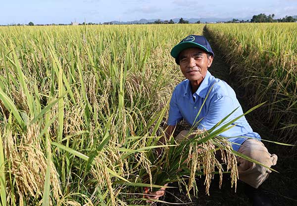 rice padi 本地米 进口米 MARDI